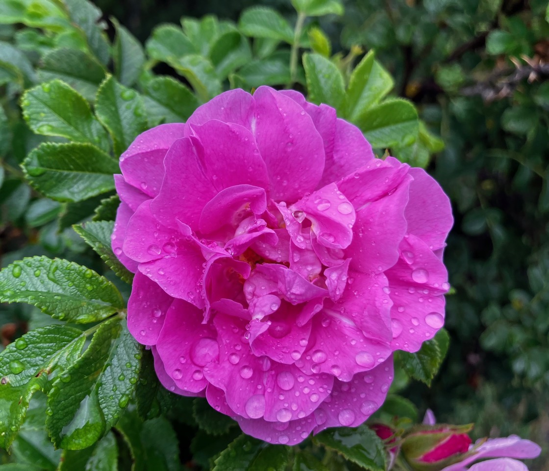 A pink rose in bloom